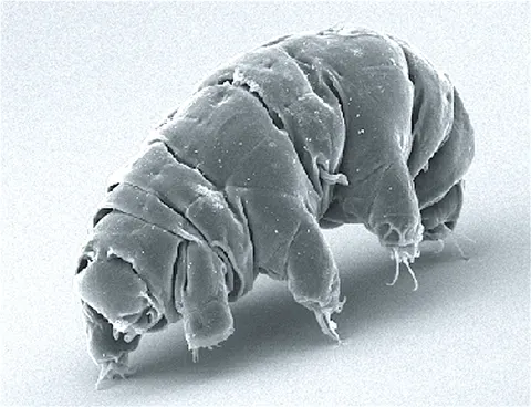 Are Tardigrades Immortal? No, and the Real Lifespan Is Short