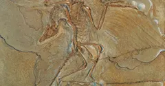 Did dinosaurs have feathers? Many of them did