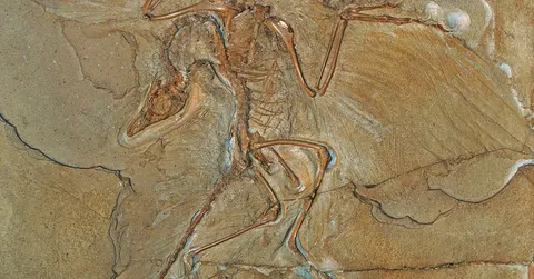 Did dinosaurs have feathers? Many of them did