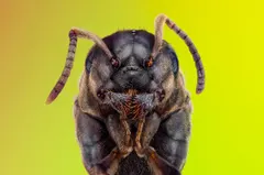 Do ants have brains? Yes, and the colony has a bigger one