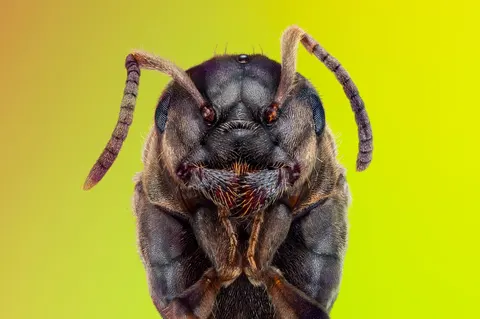 Do ants have brains? Yes, and the colony has a bigger one