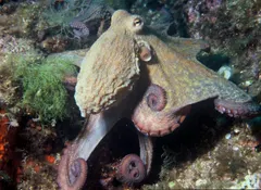 Do octopuses have bones? No, just one hard part