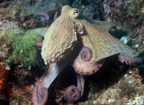 Do octopuses have bones? No, just one hard part