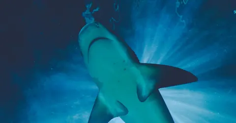 Do sharks sleep? Yes, and we only just proved it