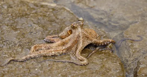Does an octopus have three hearts? Yes, and one quits when it swims