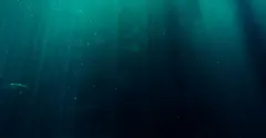 How Dark Is the Bottom of the Ocean? Total, Permanent Black