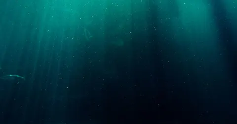 How Dark Is the Bottom of the Ocean? Total, Permanent Black