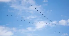 How Do Birds Know Where to Migrate? A Stacked Toolkit