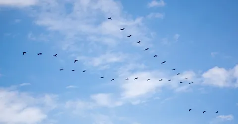 How Do Birds Know Where to Migrate? A Stacked Toolkit