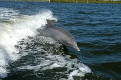 How do dolphins sleep without drowning? Half a brain at a time