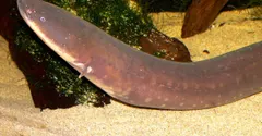 How do electric eels make electricity? Thousands of living batteries