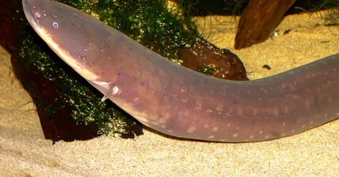How do electric eels make electricity? Thousands of living batteries