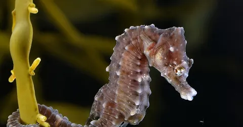 How Do Seahorses Give Birth? The Dad Who Gets Pregnant