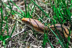 How do snakes move without legs? Four hidden tricks