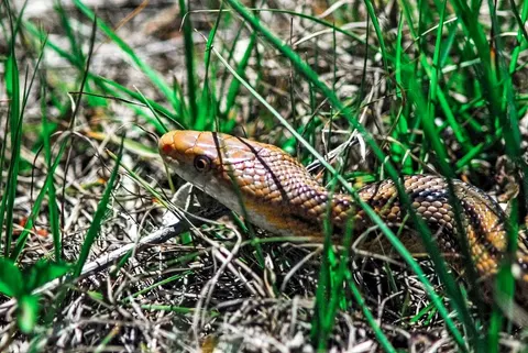 How do snakes move without legs? Four hidden tricks