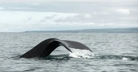 How Do Whales Sleep? Half a Brain Awake, Often Standing Up