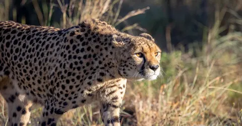 How Fast Can a Cheetah Run? Up to 70 mph, for About 20 Seconds