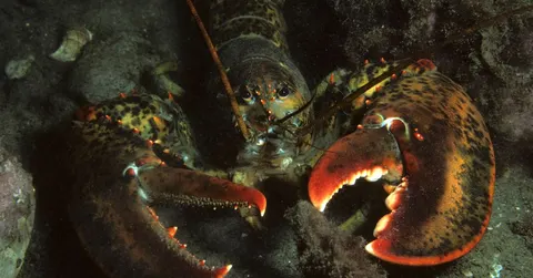 How Long Do Lobsters Live? Decades, Maybe a Century, but Not Forever