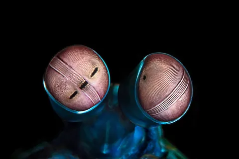 How many colors can a mantis shrimp see?