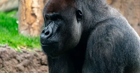How Strong Is a Gorilla? The 10x-a-Human Claim, Examined