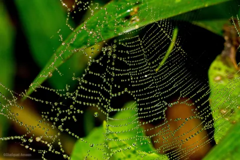 How strong is spider silk? Weaker than steel, and better