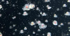 The immortal jellyfish that ages in reverse