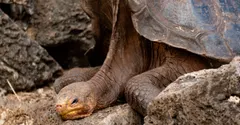 What Is the Longest Living Animal? A Ranked Tour of the Oldest