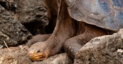 What Is the Longest Living Animal? A Ranked Tour of the Oldest