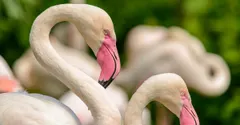 Why are flamingos pink? Because of what they eat