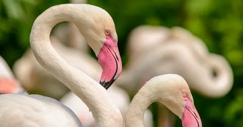 Why are flamingos pink? Because of what they eat