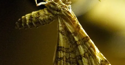 Why are moths attracted to light? Nobody is quite sure