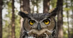 Why can owls turn their heads so far?