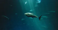 Why the Deep Sea Doesn't Crush Fish: The Physics and Chemistry of Surviving the Abyss