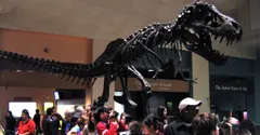 Why did T. rex have tiny arms? Nobody is quite sure yet