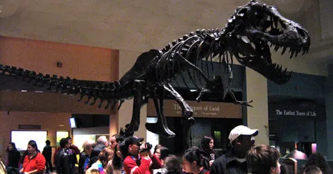 Why did T. rex have tiny arms? Nobody is quite sure yet