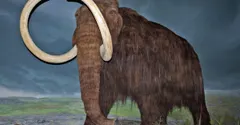 Why did woolly mammoths go extinct? The answer is still being argued