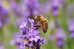 Why do bees die after they sting? The barbed harpoon