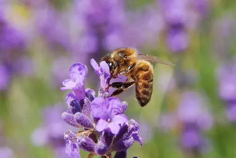 Why do bees die after they sting? The barbed harpoon