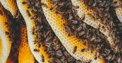 Why do bees make honey? It is winter food, not a gift for us