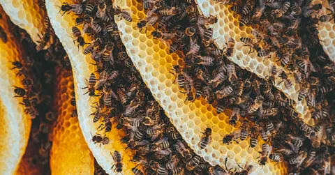 Why do bees make honey? It is winter food, not a gift for us
