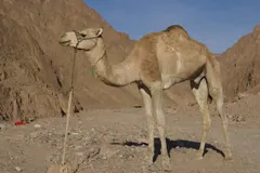 Why do camels have humps? It's fat, not water