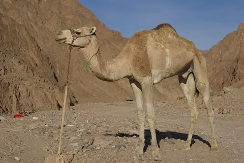 Why do camels have humps? It's fat, not water