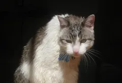 Why do cats hate water? Blame the desert ancestor