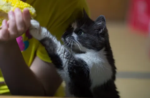 Why do cats knock things over? It's a hunt, not spite