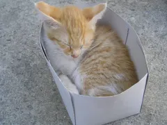 Why do cats like boxes? Security, warmth, and ambush
