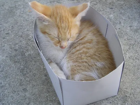 Why do cats like boxes? Security, warmth, and ambush