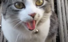 Why do cats meow? A language they invented for you
