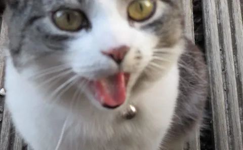 Why do cats meow? A language they invented for you