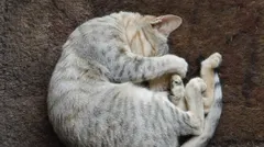 Why do cats sleep so much? The logic behind a hunter's nap