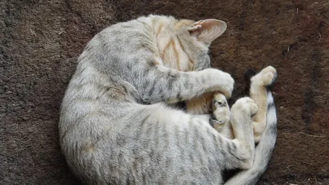 Why do cats sleep so much? The logic behind a hunter's nap